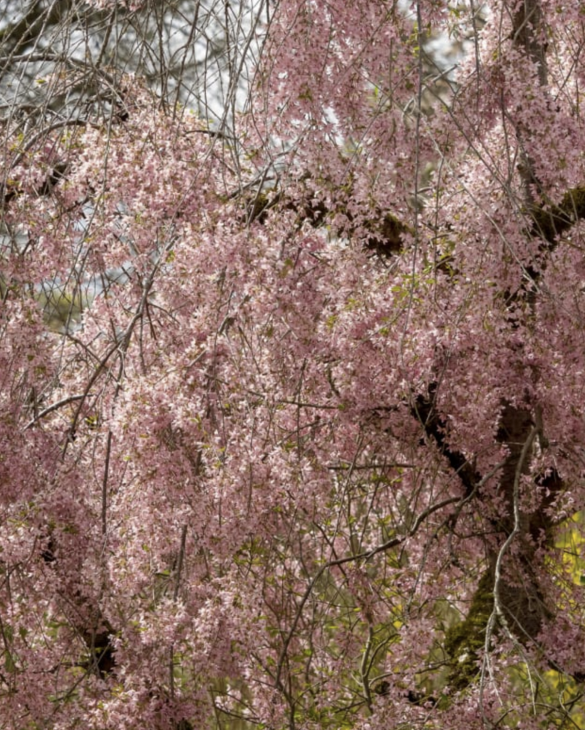 Inspiration for Seeds of Colour